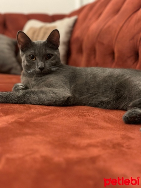 British Shorthair, Kedi  Gölge fotoğrafı