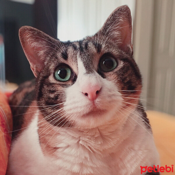 Soke, Kedi  Goblin fotoğrafı