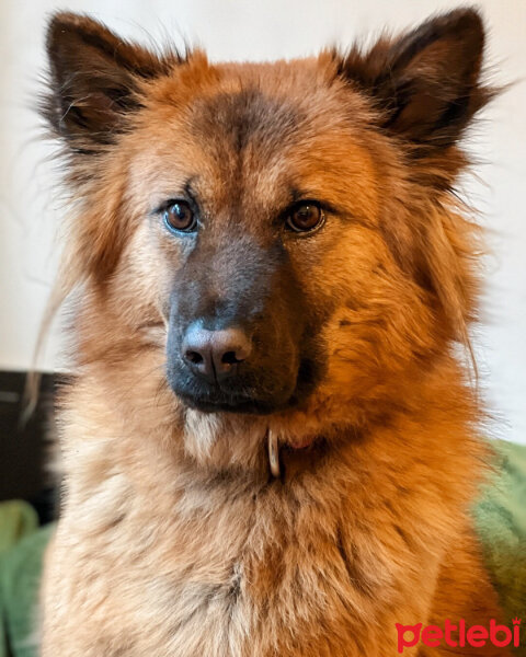 Sokö (Sokak Köpeği), Köpek  Alice fotoğrafı