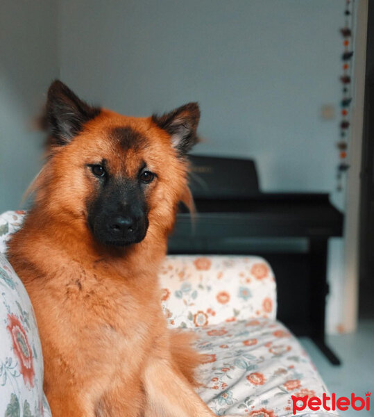 Sokö (Sokak Köpeği), Köpek  Alice fotoğrafı