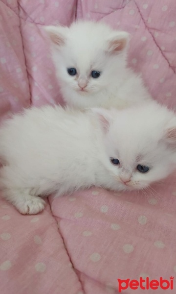 Chinchilla, Kedi  Yavrus fotoğrafı