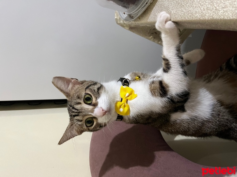 Tekir Kedi, Kedi  Siri fotoğrafı