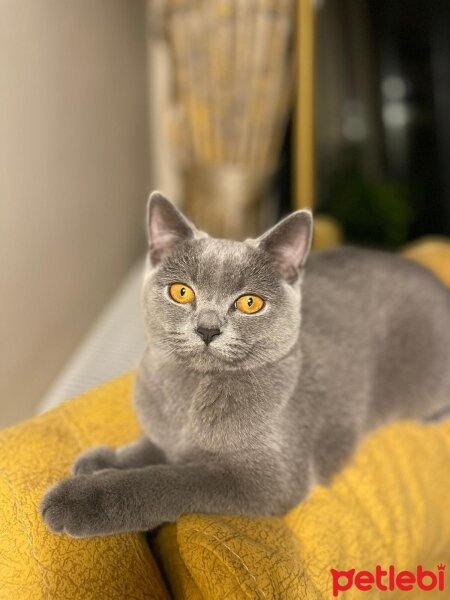 British Shorthair, Kedi  British fotoğrafı