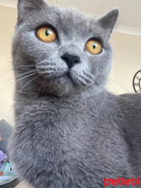 British Shorthair, Kedi  British fotoğrafı