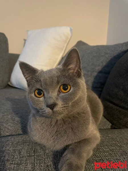 British Shorthair, Kedi  British fotoğrafı