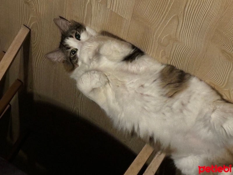 Tekir Kedi, Kedi  Diego fotoğrafı