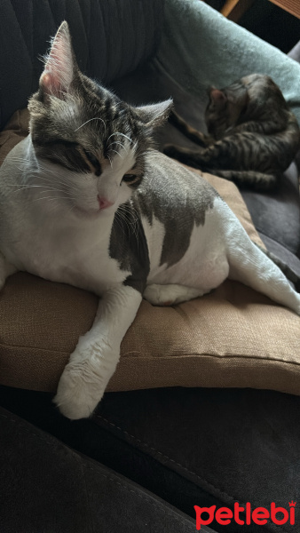 Tekir Kedi, Kedi  Diego fotoğrafı
