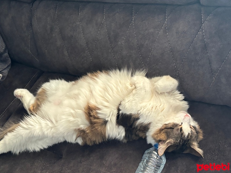 Tekir Kedi, Kedi  Diego fotoğrafı