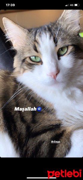 Tekir Kedi, Kedi  Diego fotoğrafı