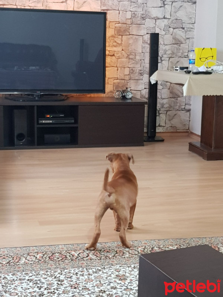 Amerikan Pitbull Terrier, Köpek  THOR fotoğrafı