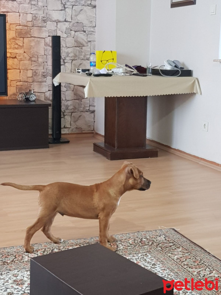 Amerikan Pitbull Terrier, Köpek  THOR fotoğrafı