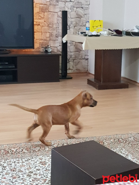 Amerikan Pitbull Terrier, Köpek  THOR fotoğrafı