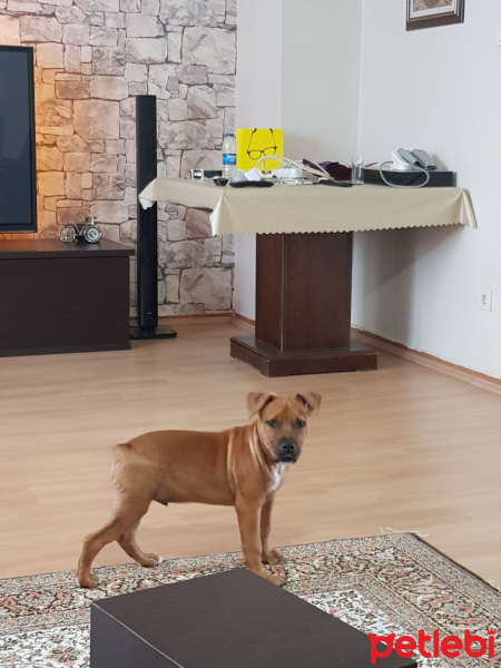 Amerikan Pitbull Terrier, Köpek  THOR fotoğrafı