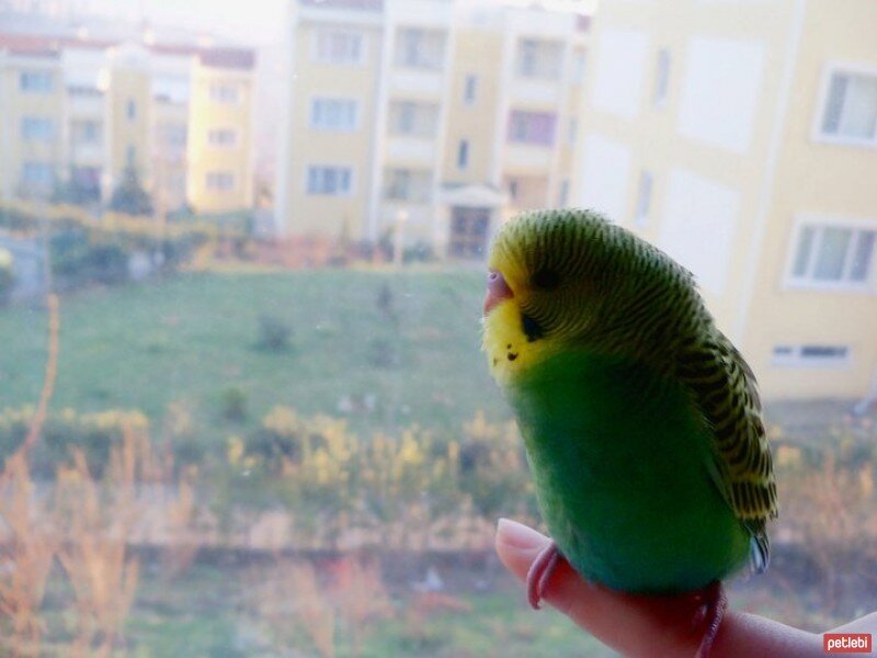 Muhabbet Kuşu, Kuş  monşer bıdık fotoğrafı