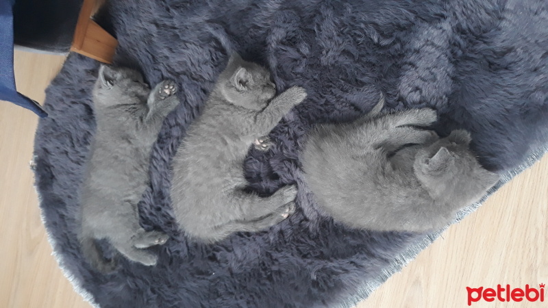 British Shorthair, Kedi  Yavrular fotoğrafı