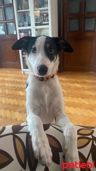 Border Collie, Köpek  Lila fotoğrafı