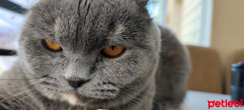 British Shorthair, Kedi  Pamuk fotoğrafı