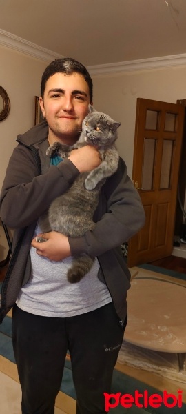 British Shorthair, Kedi  Pamuk fotoğrafı