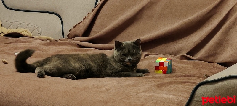 British Shorthair, Kedi  Pamuk fotoğrafı