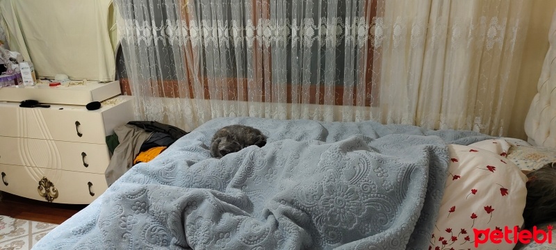 British Shorthair, Kedi  Pamuk fotoğrafı