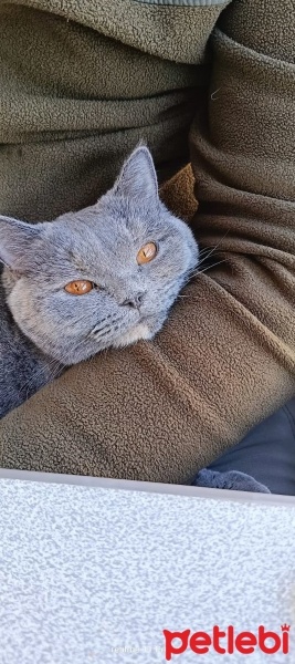 British Shorthair, Kedi  Pamuk fotoğrafı