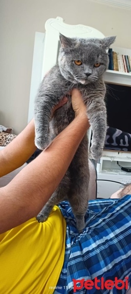 British Shorthair, Kedi  Pamuk fotoğrafı