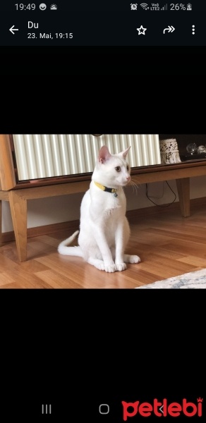 Van Kedisi, Kedi  tarçın fotoğrafı