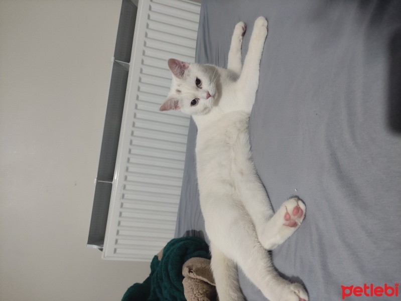 British Shorthair, Kedi  Arya fotoğrafı