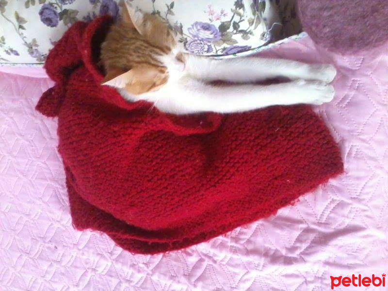 Tekir Kedi, Kedi  Edi fotoğrafı