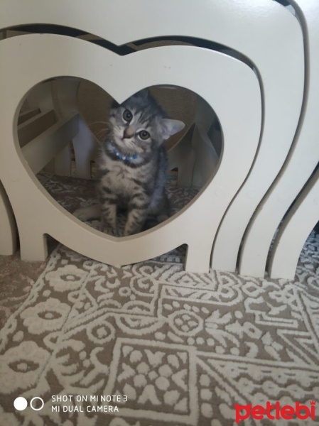 Tekir Kedi, Kedi  Paşa fotoğrafı