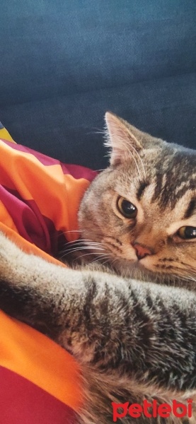 British Shorthair, Kedi  Oliv fotoğrafı