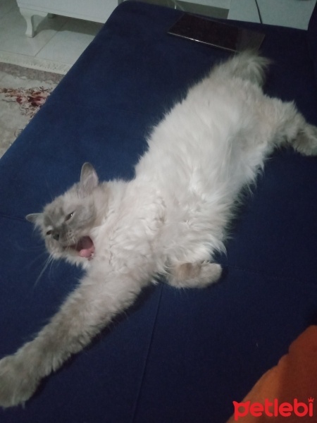 British Shorthair, Kedi  Şirin fotoğrafı