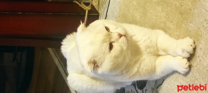 Scottish Fold, Kedi  Beg fotoğrafı