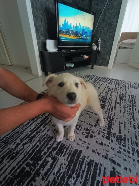 Labrador Retriever, Köpek  Lina fotoğrafı