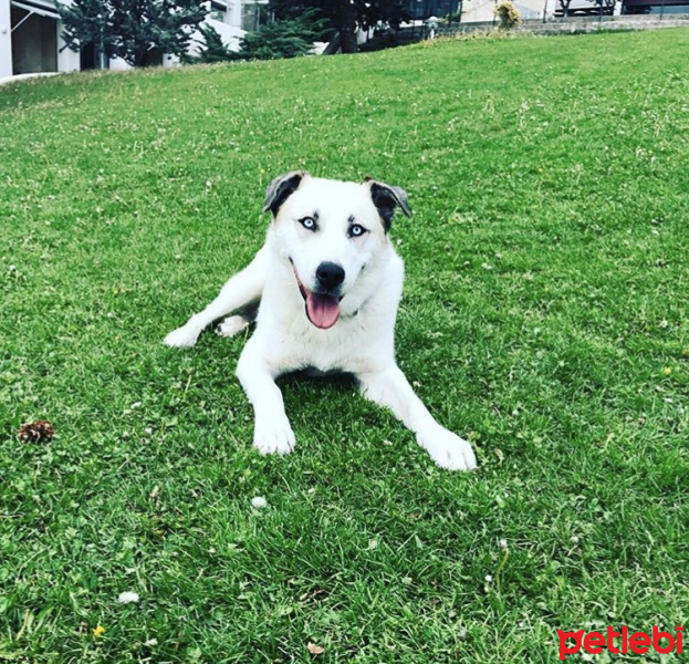 Kangal, Köpek  Jimi fotoğrafı