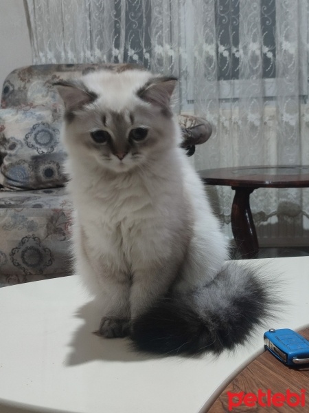 British Longhair, Kedi  Süslü fotoğrafı