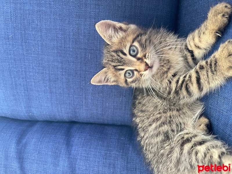 Tekir Kedi, Kedi  minnak fotoğrafı