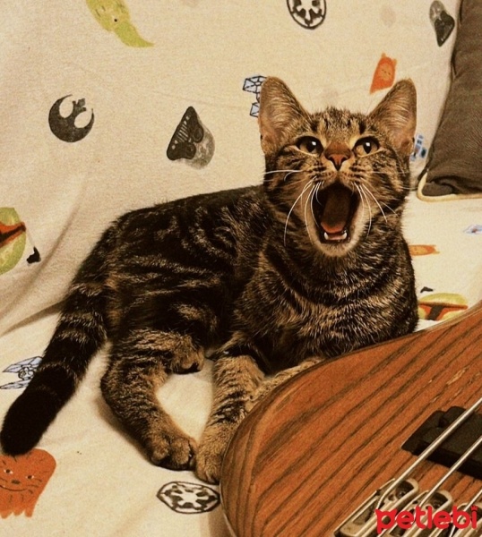 Tekir Kedi, Kedi  Cheetos fotoğrafı