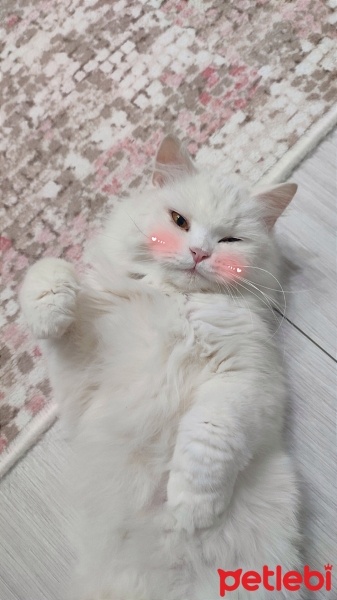 British Longhair, Kedi  Şila fotoğrafı