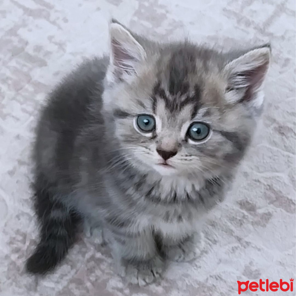 British Shorthair, Kedi  Duman fotoğrafı