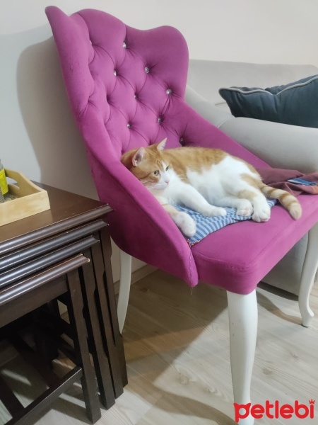Sarman, Kedi  mıncır fotoğrafı