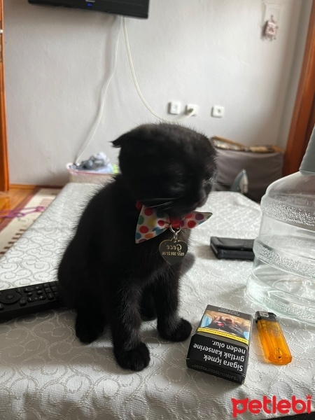 Scottish Fold, Kedi  Gece fotoğrafı