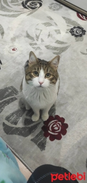 Tekir Kedi, Kedi  Psycho fotoğrafı