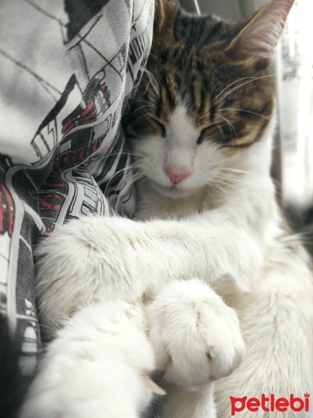 Tekir Kedi, Kedi  Psycho fotoğrafı