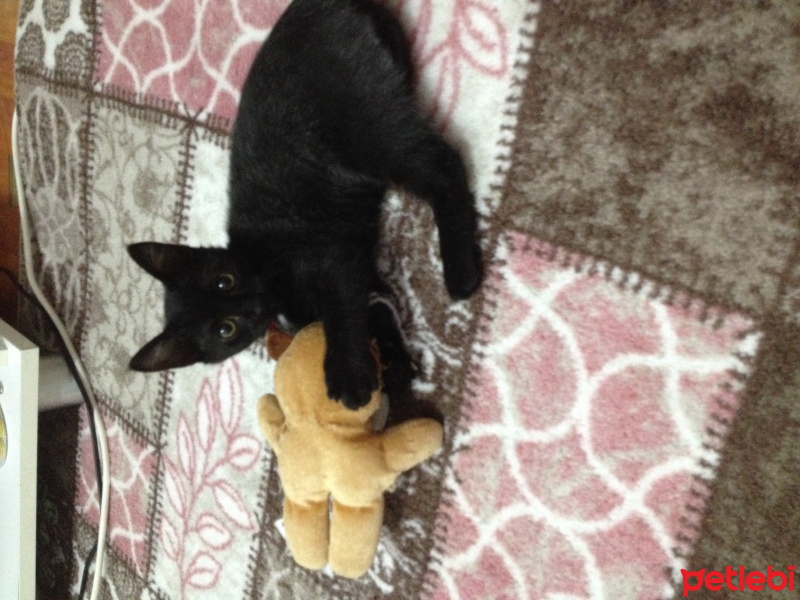 Tekir Kedi, Kedi  Zeytin fotoğrafı