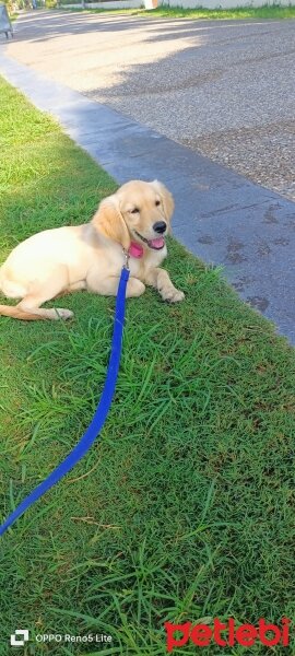 Golden Retriever, Köpek  Miya fotoğrafı