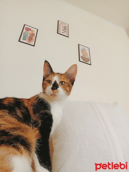 Tekir Kedi, Kedi  Karamel fotoğrafı