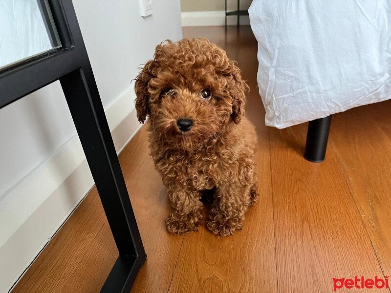 Poodle (Minyatür Kaniş), Köpek  Ateş fotoğrafı