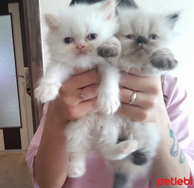 British Longhair, Kedi  Venüs fotoğrafı