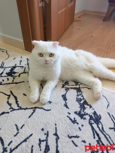 Scottish Fold, Kedi  Liya Karataş fotoğrafı